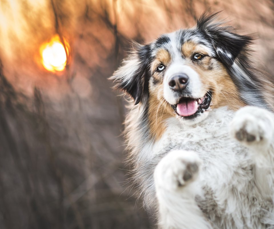 Обои трава, солнце, закат, собака, аусси, grass, the sun, sunset, dog, aussie разрешение 2048x1152 Загрузить