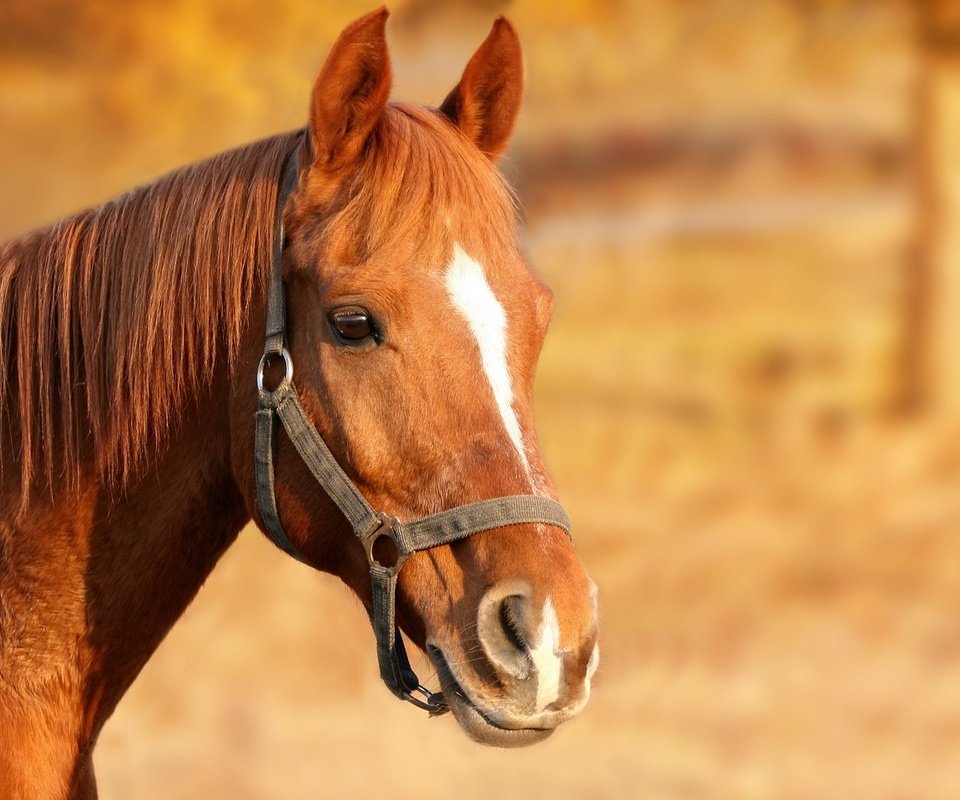 Обои лошадь, конь, грива, голова, коричневый, узда, уздечка, horse, mane, head, brown, bridle разрешение 1920x1440 Загрузить