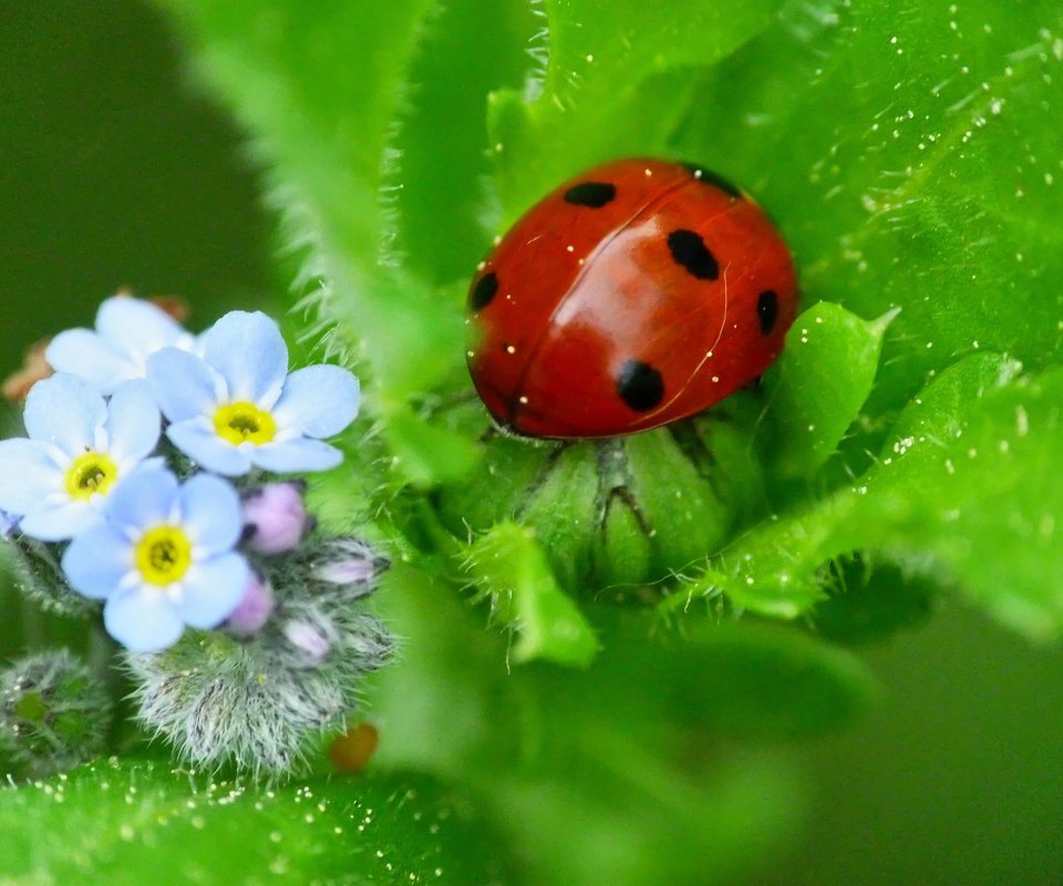 Обои природа, божья коровка, незабудки, nature, ladybug, forget-me-nots разрешение 2048x1536 Загрузить