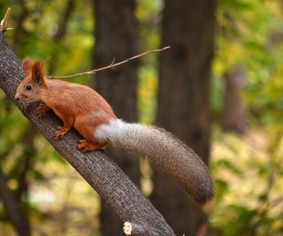 Обои парк, ствол, белка, хвост, белочка, грызун, park, trunk, protein, tail, squirrel, rodent разрешение 1920x1272 Загрузить