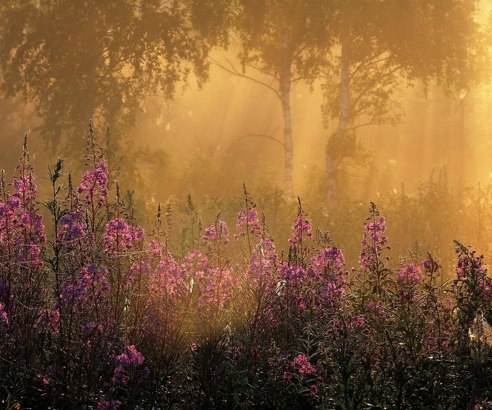 Обои цветы, трава, деревья, лучи, утро, туман, березы, flowers, grass, trees, rays, morning, fog, birch разрешение 2047x1535 Загрузить