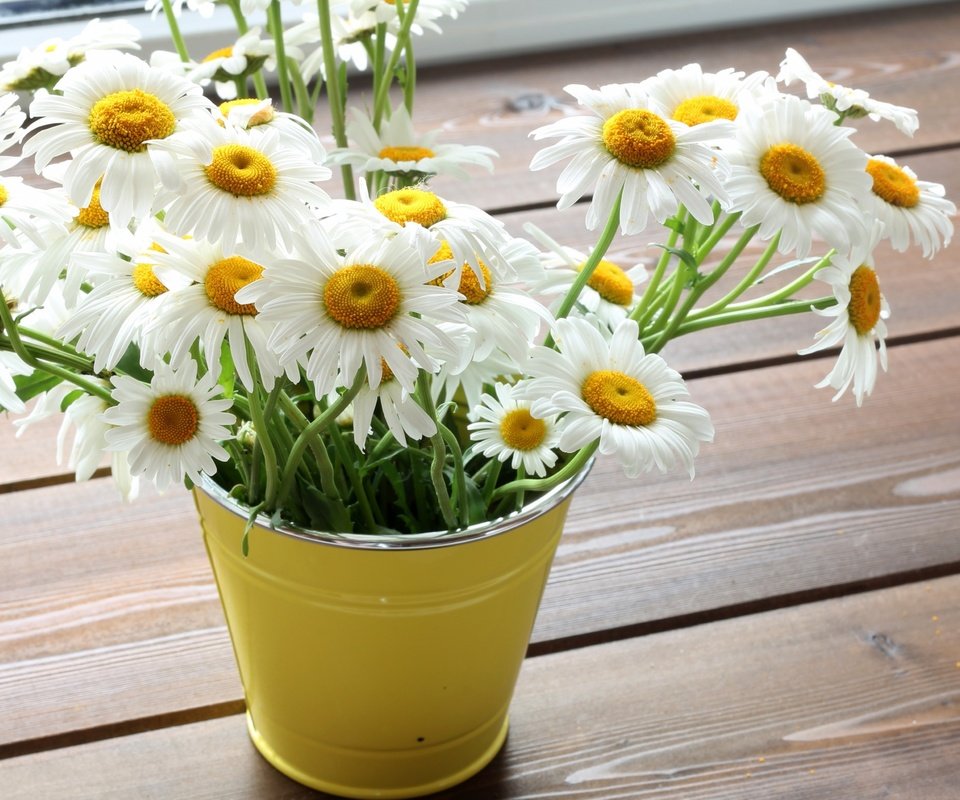 Обои цветы, ромашки, букет, flowers, chamomile, bouquet разрешение 4096x2730 Загрузить