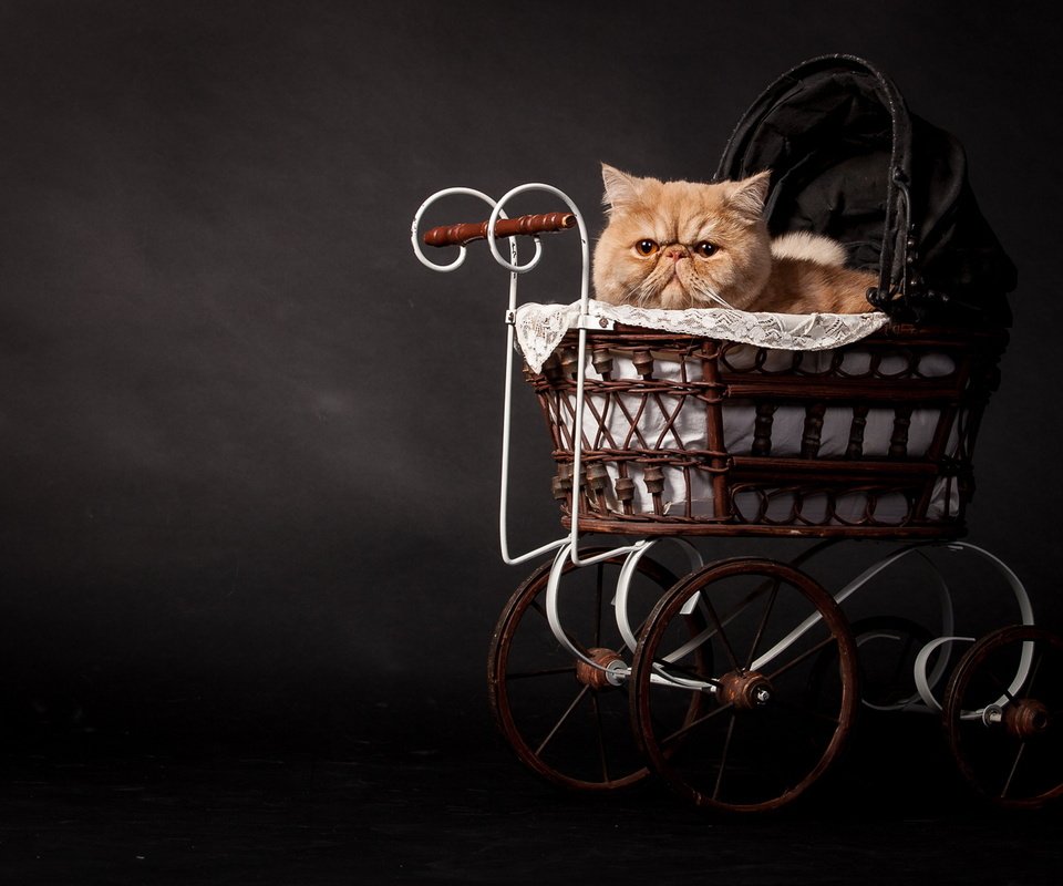 Обои кот, кошка, темный фон, рыжий, коляска, персидский, cat, the dark background, red, stroller, persian разрешение 2048x1152 Загрузить