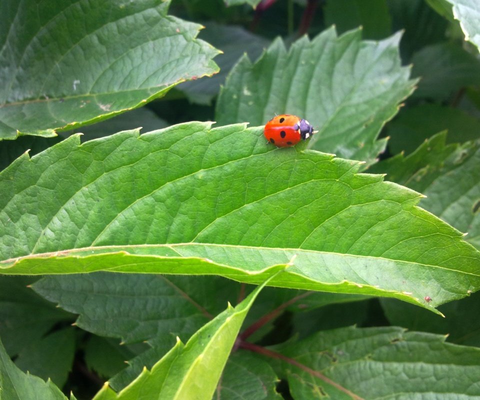 Обои зелень, листья, насекомое, лето, божья коровка, greens, leaves, insect, summer, ladybug разрешение 2592x1944 Загрузить