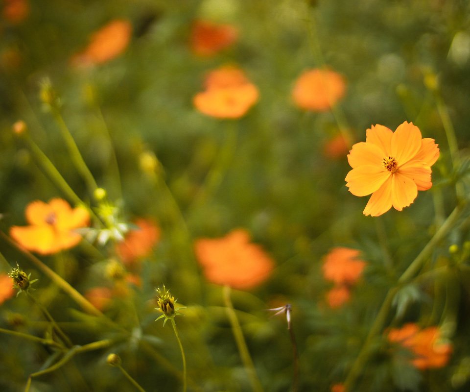 Обои цветы, лепестки, оранжевые, flowers, petals, orange разрешение 3088x2056 Загрузить