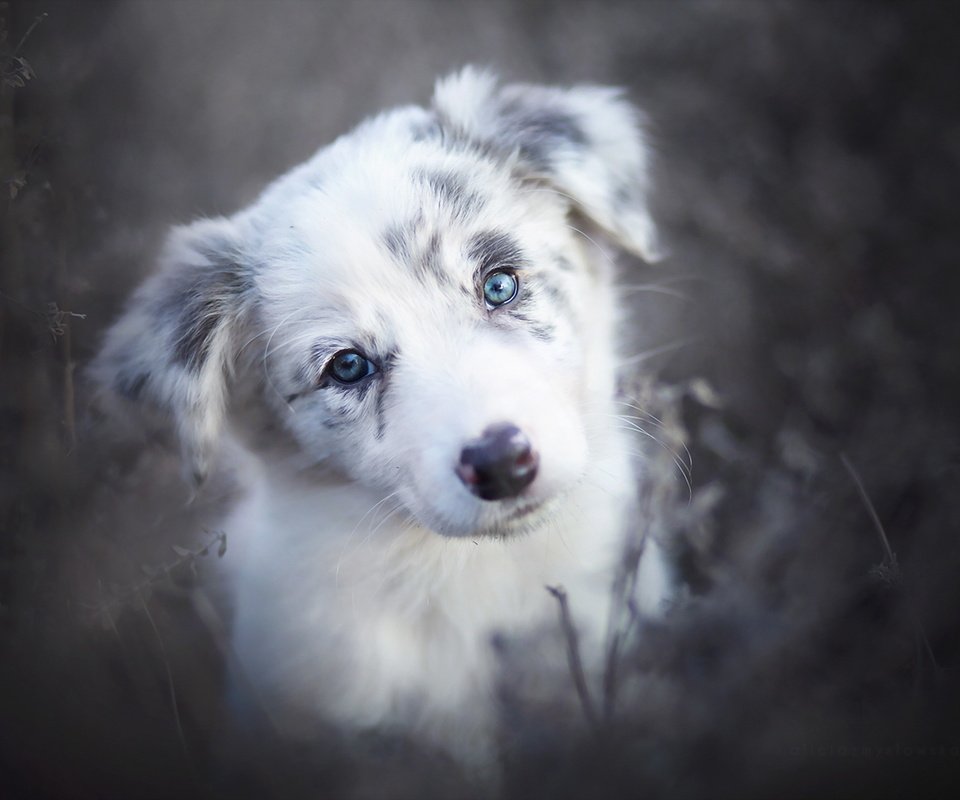 Обои взгляд, собака, друг, бордер-колли, alicja zmysłowska, look, dog, each, the border collie разрешение 1920x1280 Загрузить