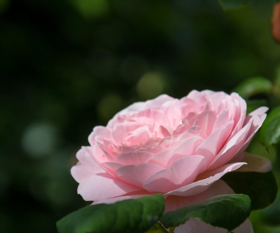 Обои роза, бутон, розовая, rose, bud, pink разрешение 2048x1365 Загрузить