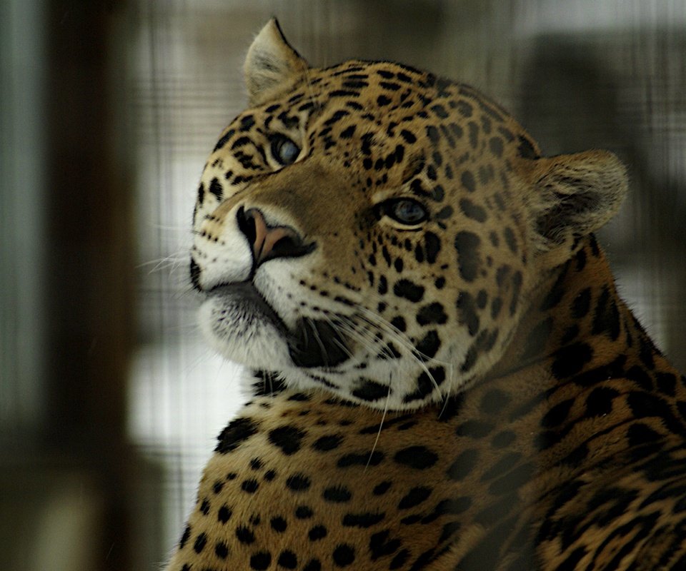 Обои взгляд, хищник, ягуар, look, predator, jaguar разрешение 3872x2592 Загрузить
