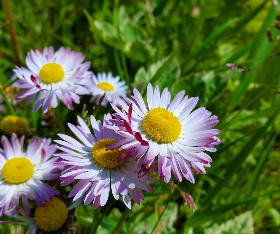 Обои цветы, солнце, лето, маргаритки, flowers, the sun, summer, daisy разрешение 4096x2304 Загрузить