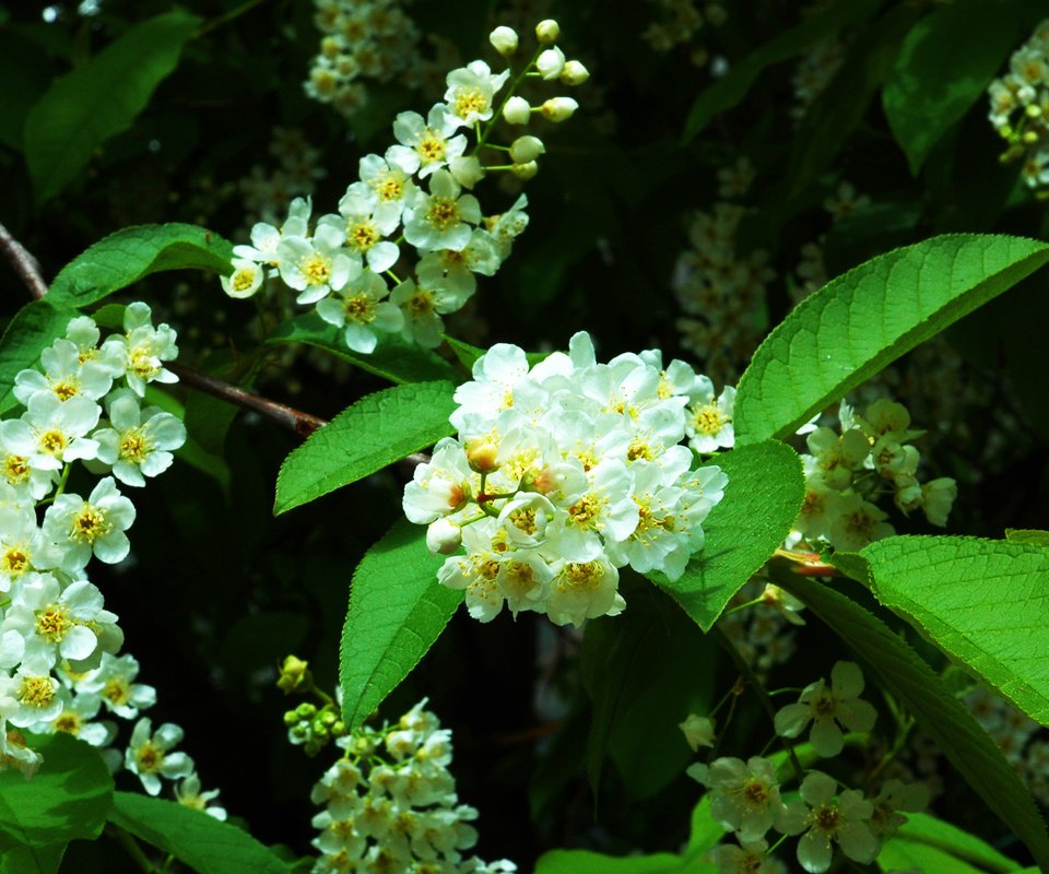 Обои цветение, весна, деревь, черемуха, prunus, padus, flowering, spring, trees, cherry разрешение 2401x1500 Загрузить