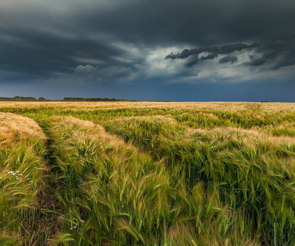 Обои поле, лето, колосья, field, summer, ears разрешение 2100x1357 Загрузить