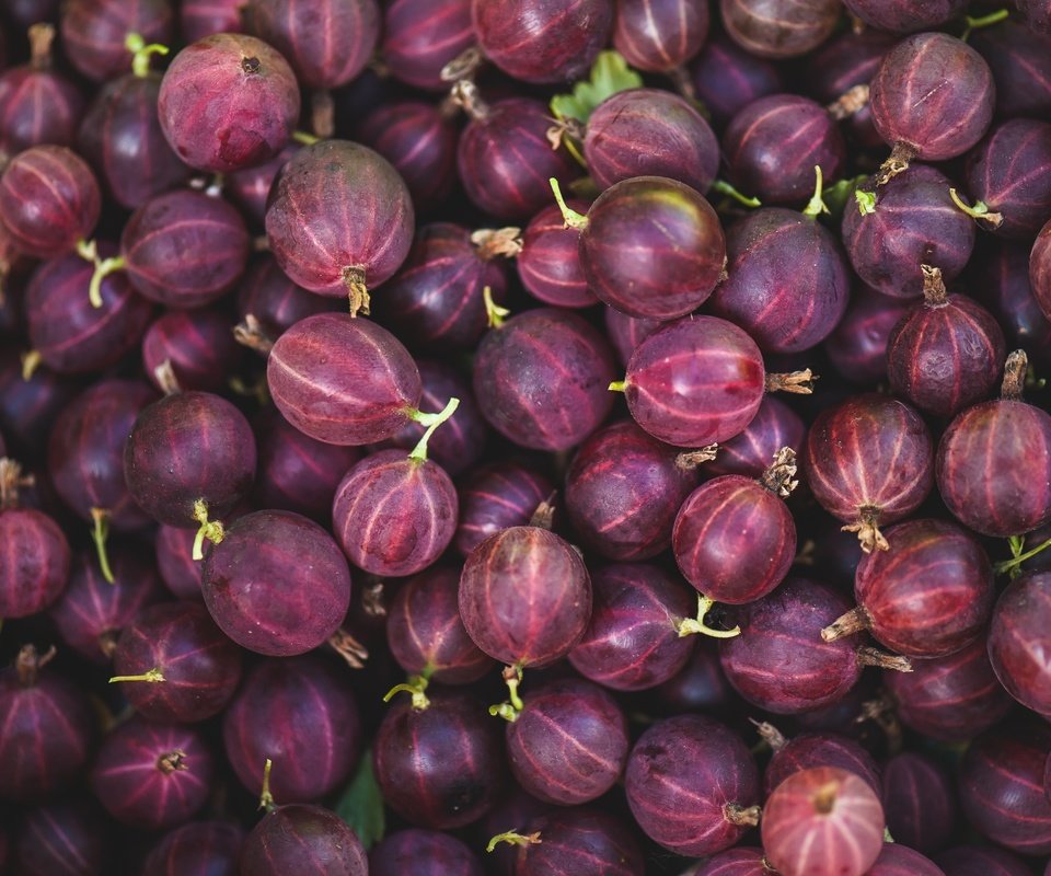 Обои макро, ягоды, крыжовник, macro, berries, gooseberry разрешение 3000x1997 Загрузить