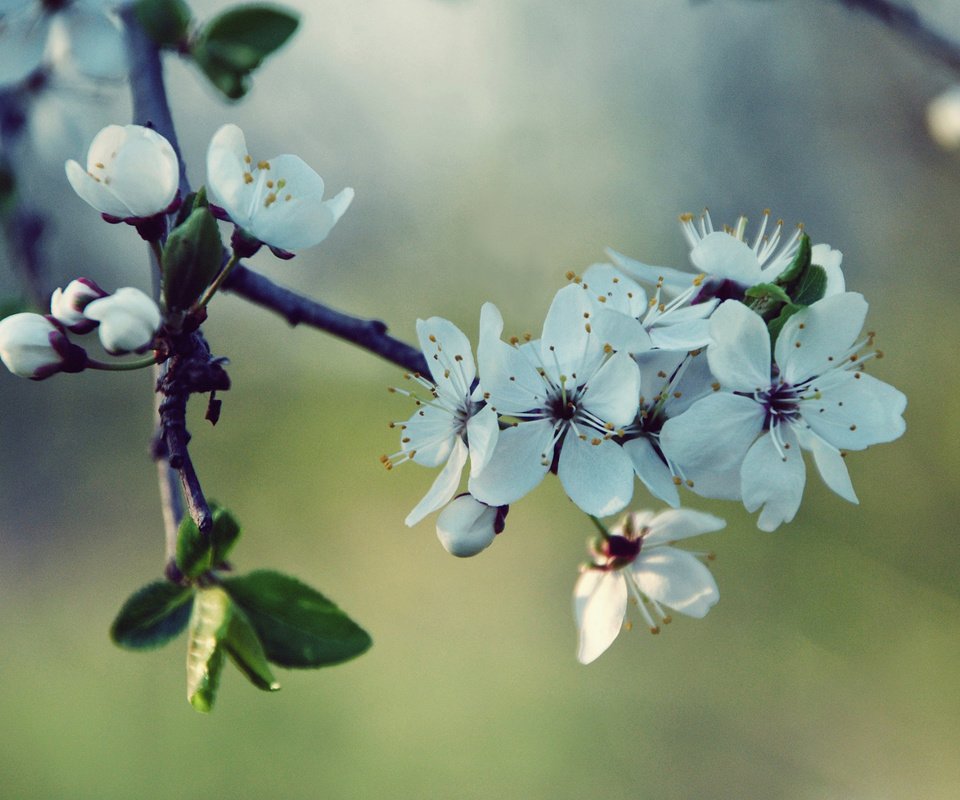 Обои цветы, ветка, природа, цветение, макро, весна, вишня, белые, flowers, branch, nature, flowering, macro, spring, cherry, white разрешение 2048x1536 Загрузить