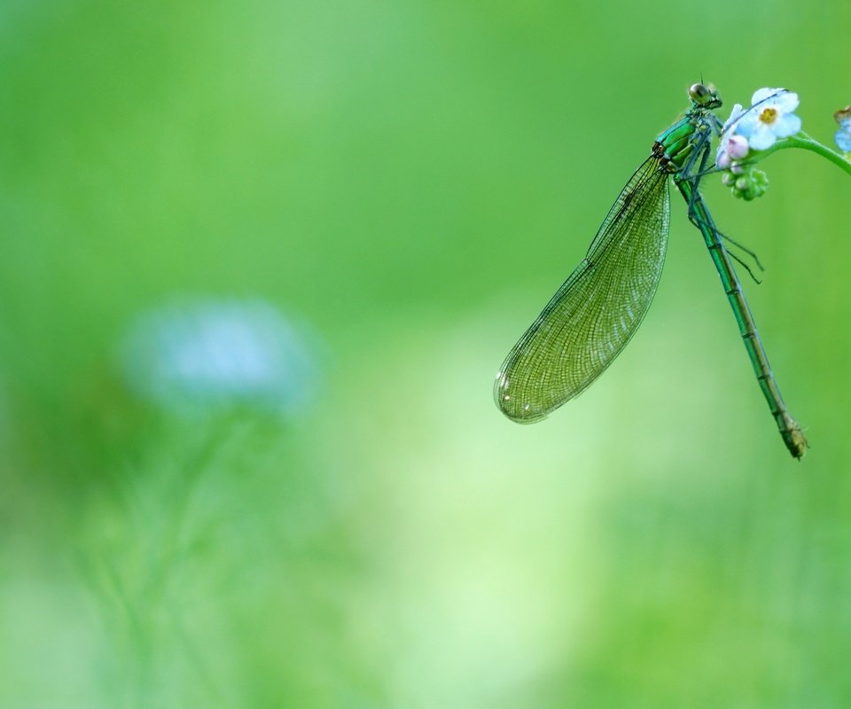 Обои цветы, зелень, макро, насекомое, стрекоза, незабудки, flowers, greens, macro, insect, dragonfly, forget-me-nots разрешение 2880x1620 Загрузить