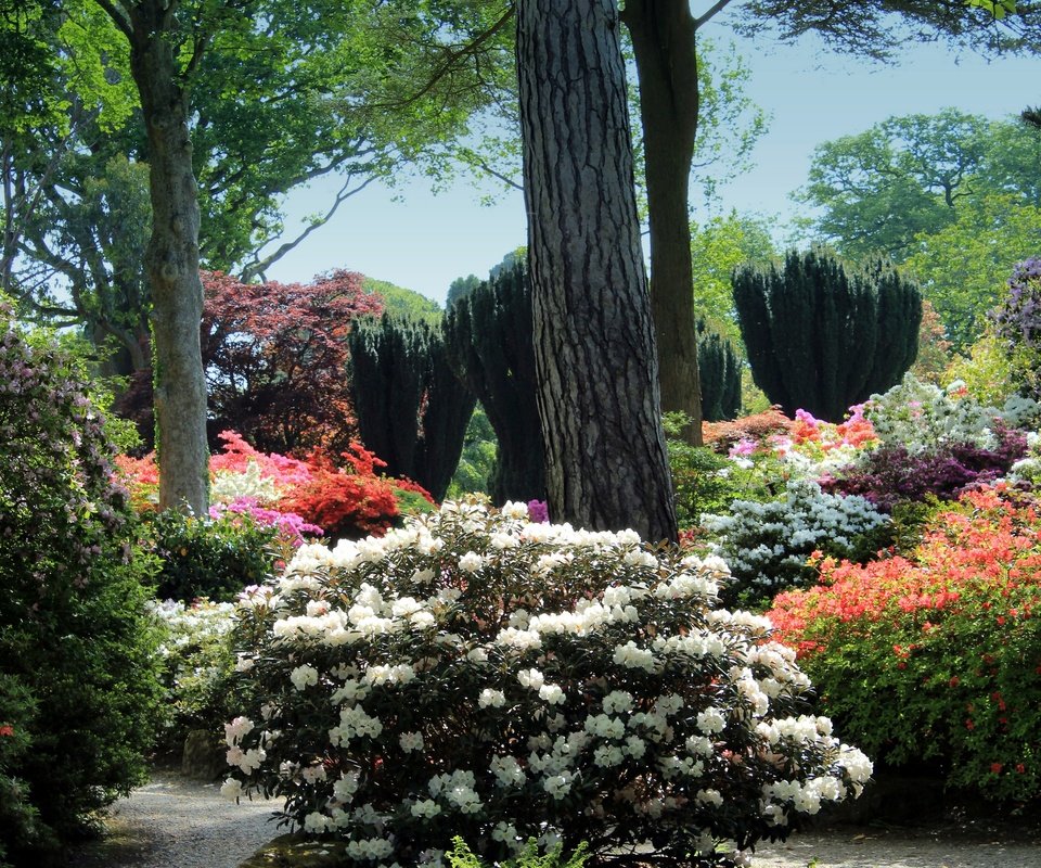 Обои цветы, деревья, кусты, великобритания, сад, уэльс, рододендроны, bodnant gardens, flowers, trees, the bushes, uk, garden, wales, rhododendrons разрешение 2880x1920 Загрузить