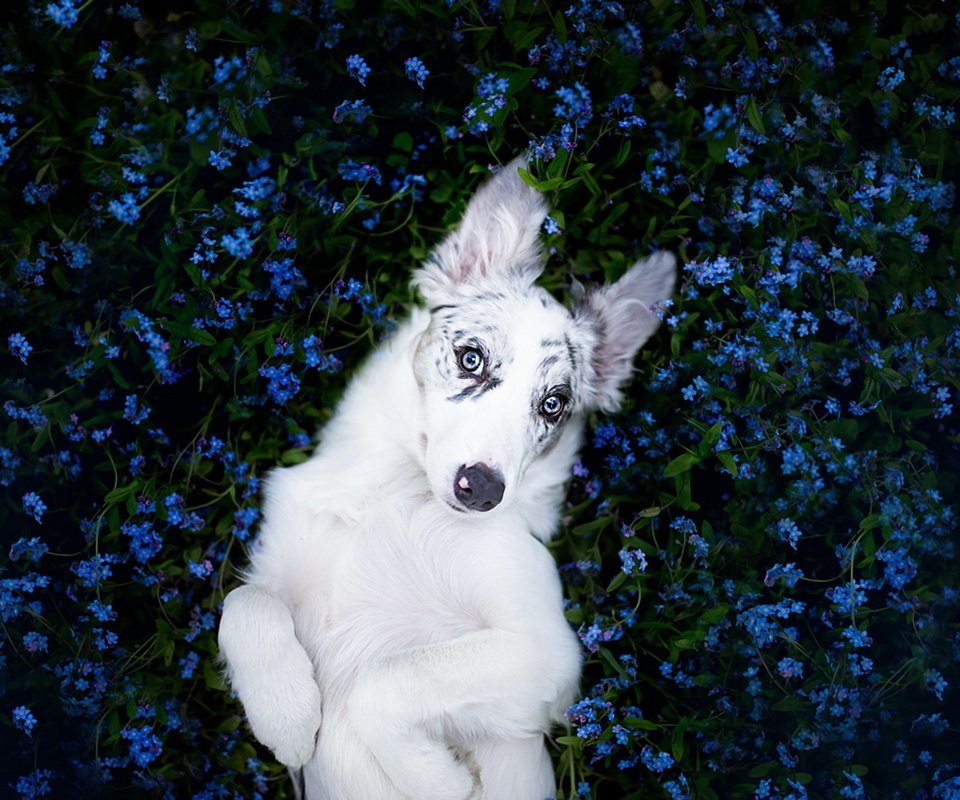 Обои цветы, взгляд, собака, щенок, друг, бордер-колли, alicja zmysłowska, flowers, look, dog, puppy, each, the border collie разрешение 1920x1238 Загрузить