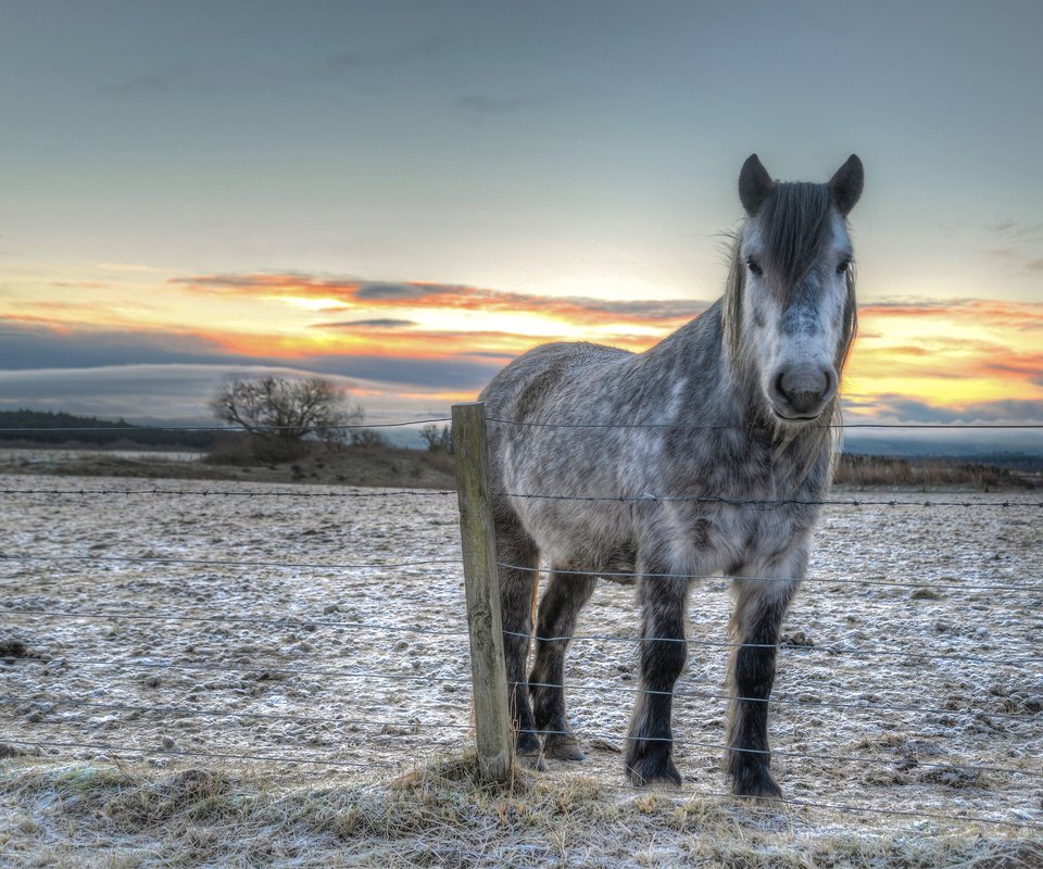 Обои лошадь, закат, забор, конь, horse, sunset, the fence разрешение 6005x4007 Загрузить