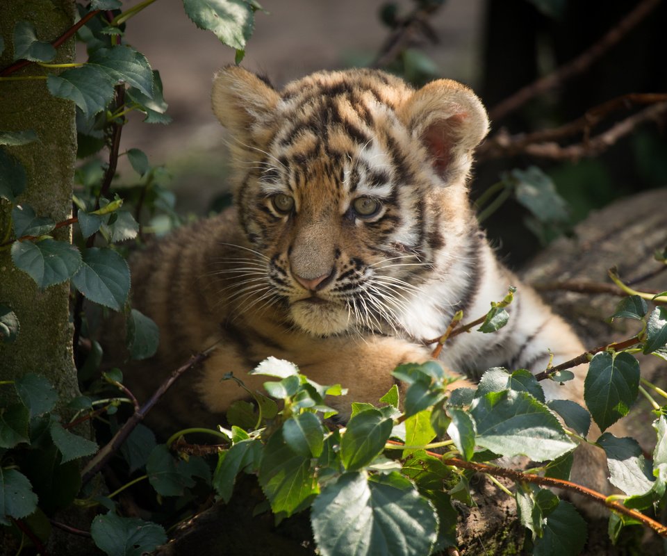 Обои тигр, кошка, тигренок, детеныш, амурский тигр, tiger, cat, cub, the amur tiger разрешение 5184x3456 Загрузить