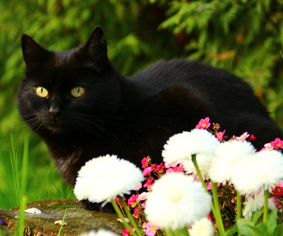 Обои цветы, кот, взгляд, черный кот, flowers, cat, look, black cat разрешение 3120x2080 Загрузить