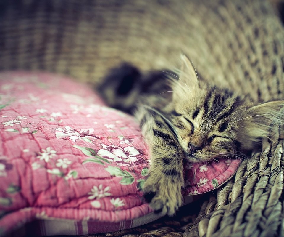 Обои кошка, сон, котенок, дом, уют, cat, sleep, kitty, house, comfort разрешение 1920x1294 Загрузить