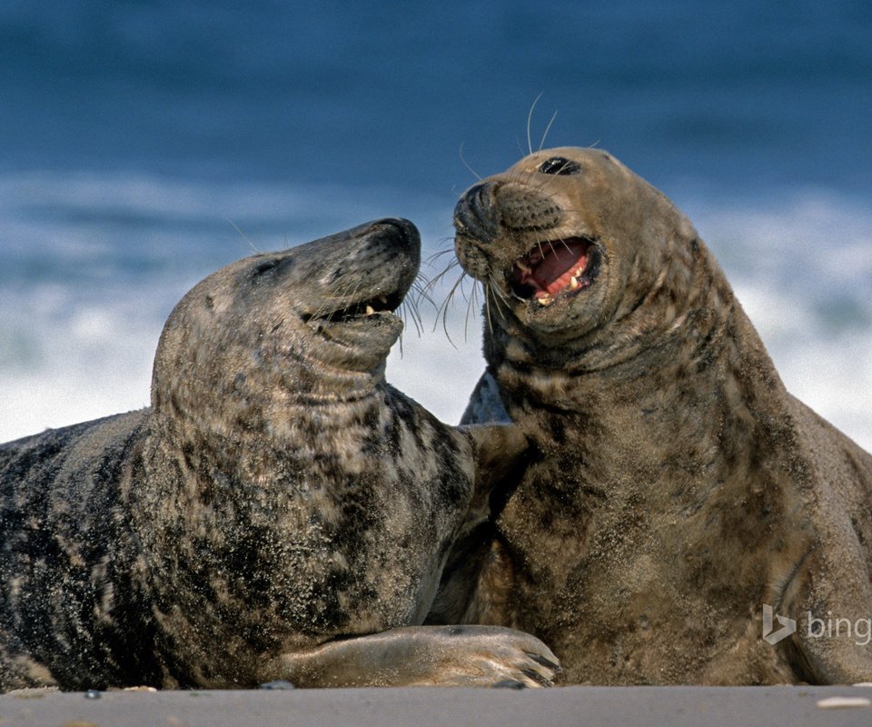 Обои серые, германия, тюлени, гельголанд, длинномордый тюлень, grey, germany, seals, helgoland, glennamaddy seal разрешение 1920x1200 Загрузить