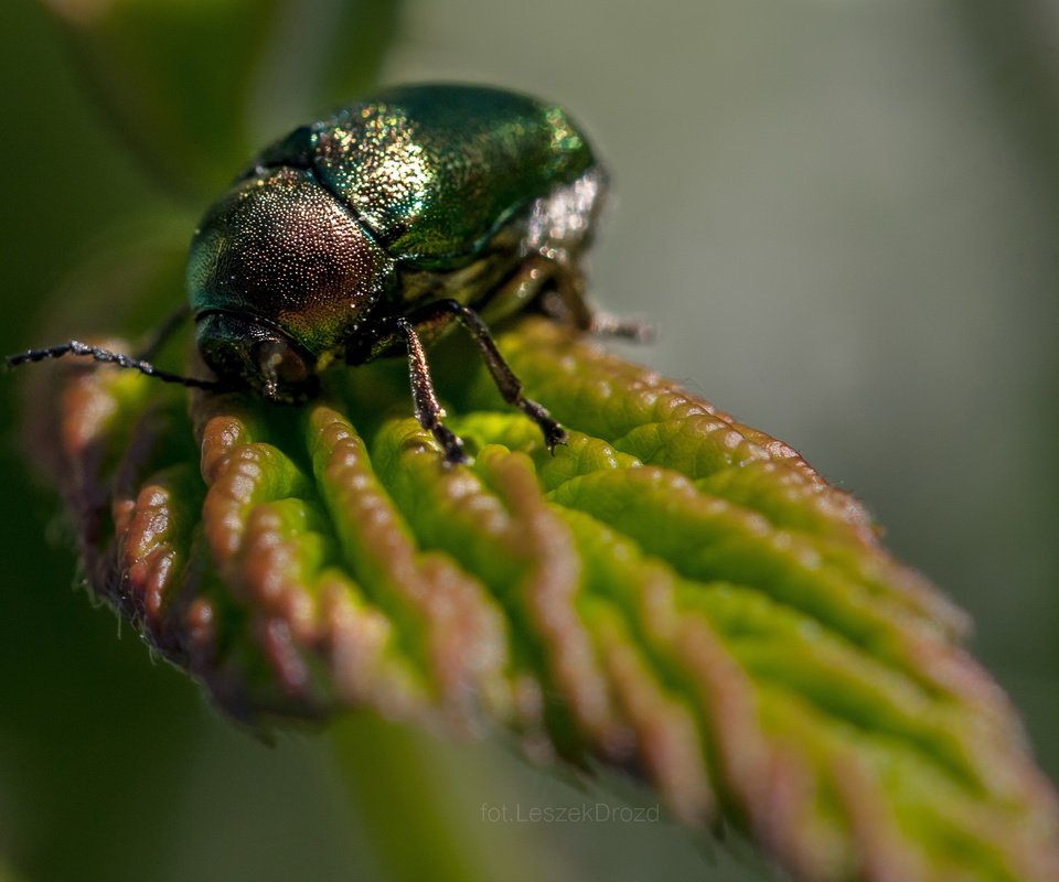 Обои природа, листья, жук, макро, насекомое, боке, nature, leaves, beetle, macro, insect, bokeh разрешение 2871x1914 Загрузить