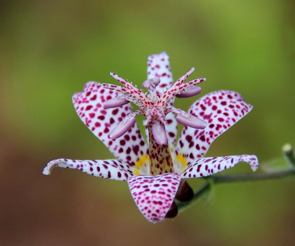 Обои макро, цветок, лепестки, трициртис, садовая орхидея, macro, flower, petals, tricyrtis, garden orchid разрешение 1920x1246 Загрузить