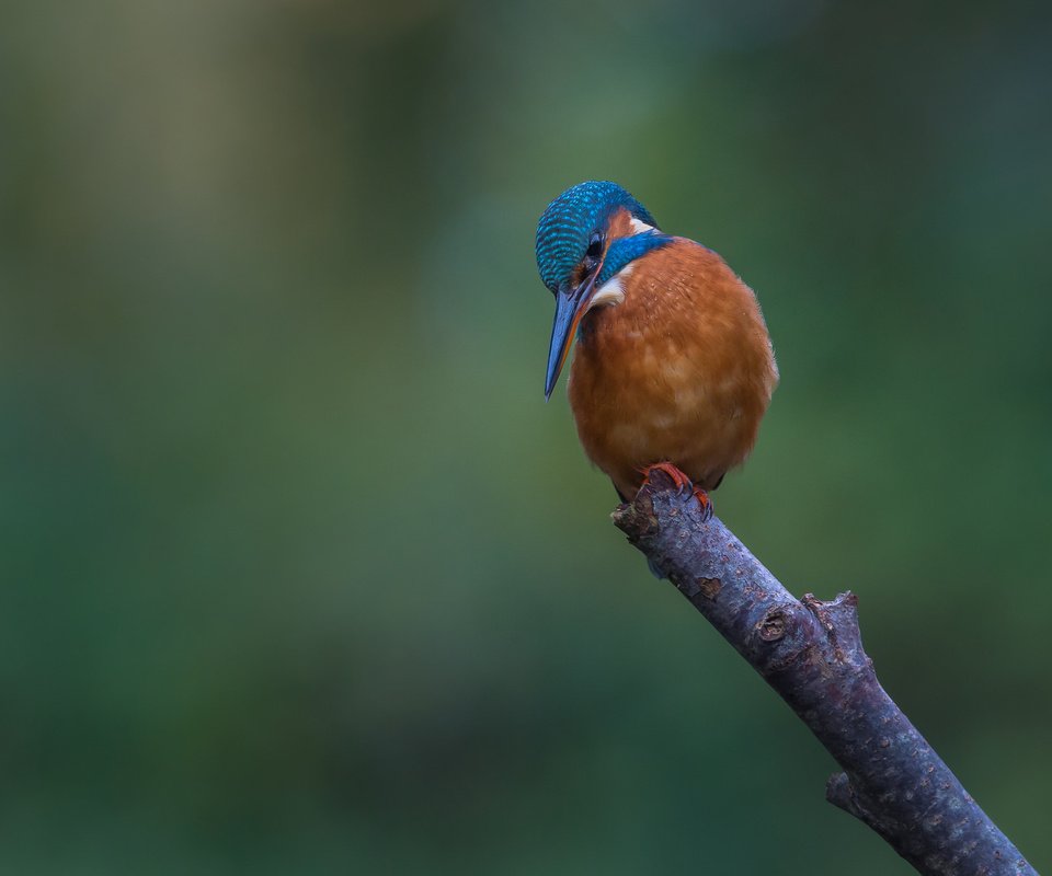 Обои ветка, природа, птица, зимородок, branch, nature, bird, kingfisher разрешение 2048x1365 Загрузить