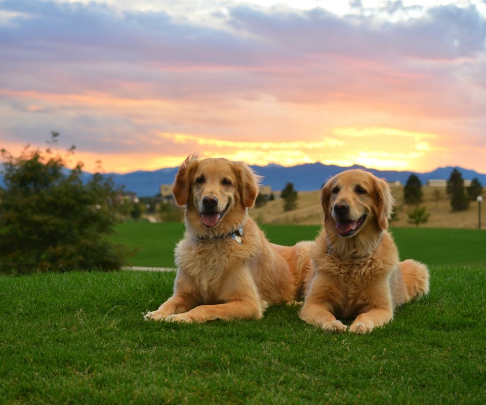 Обои трава, закат, двое, собаки, золотистый ретривер, cобака, grass, sunset, two, dogs, golden retriever, dog разрешение 4850x3212 Загрузить