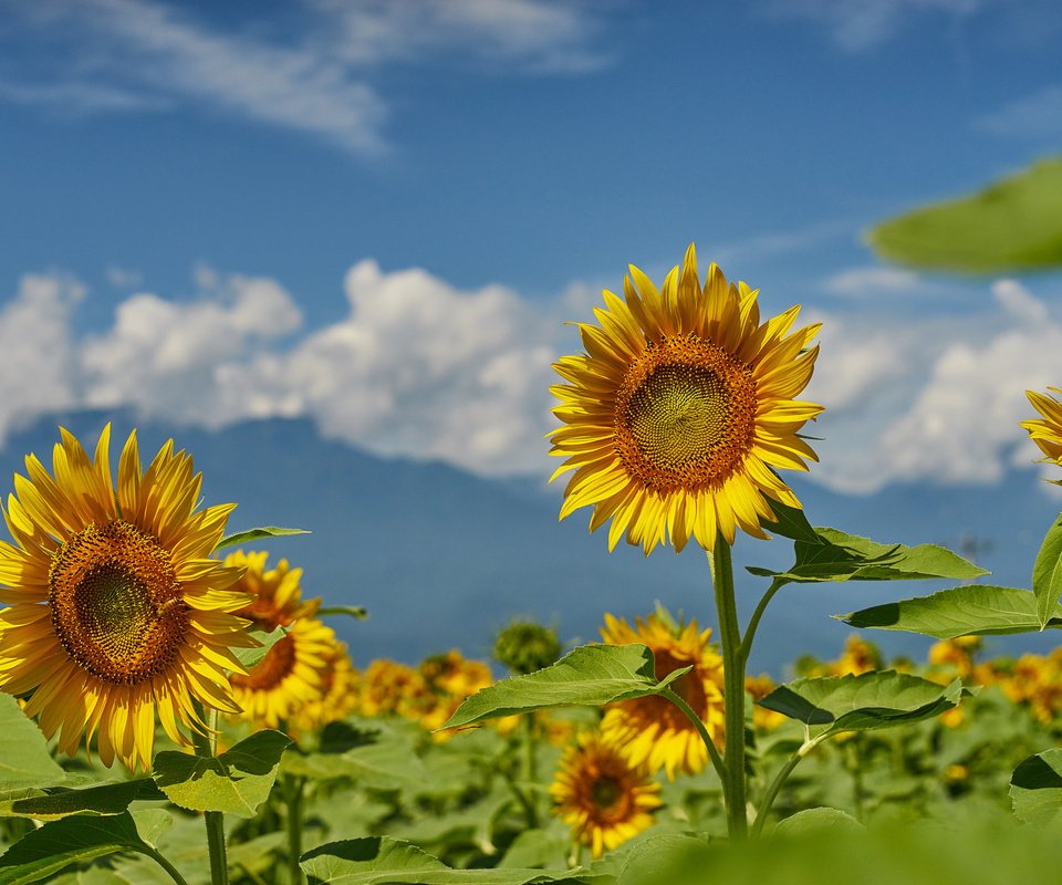 Обои небо, поле, лето, подсолнухи, the sky, field, summer, sunflowers разрешение 2048x1365 Загрузить