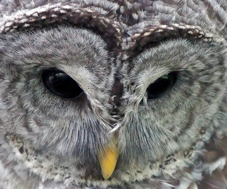 Обои сова, взгляд, птица, клюв, перья, неясыть, пёстрая, owl, look, bird, beak, feathers, motley разрешение 1920x1080 Загрузить