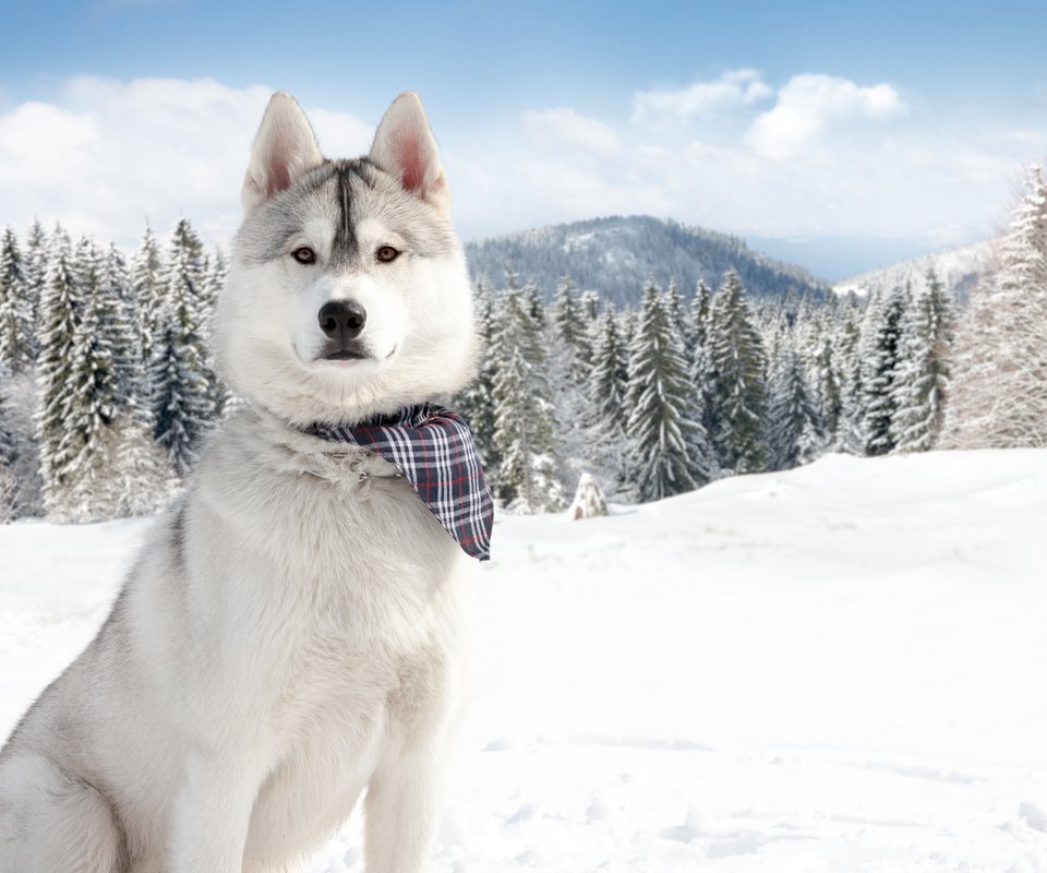 Обои горы, лес, зима, собака, хаски, сибирский хаски, mountains, forest, winter, dog, husky, siberian husky разрешение 4800x3200 Загрузить