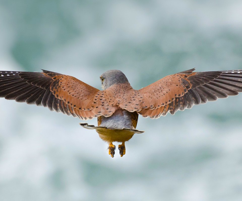 Обои небо, полет, крылья, птица, пустельга, the sky, flight, wings, bird, kestrel разрешение 1920x1080 Загрузить