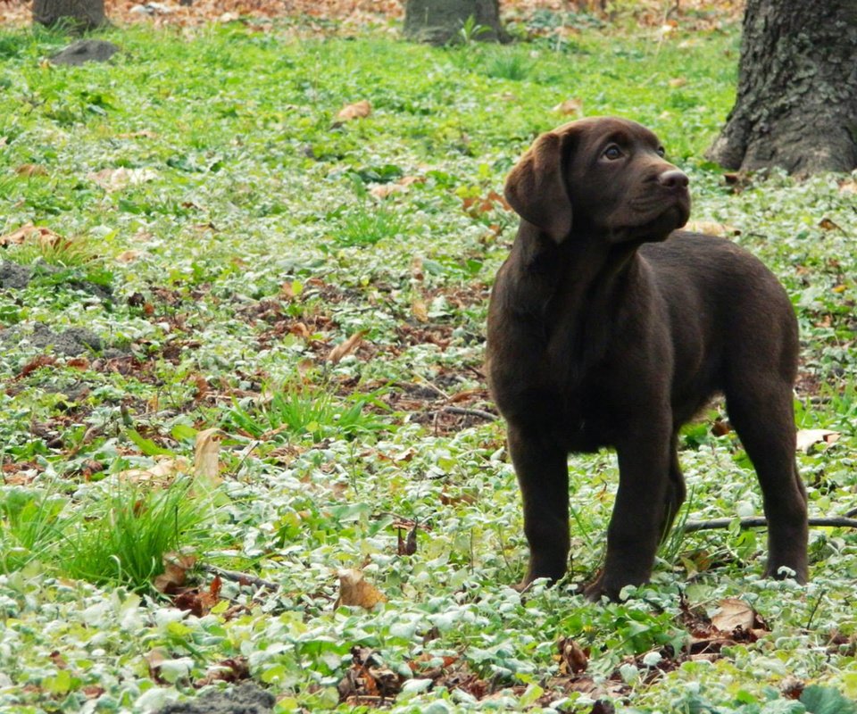 Обои трава, листья, собака, щенок, лабрадор, grass, leaves, dog, puppy, labrador разрешение 1920x1200 Загрузить