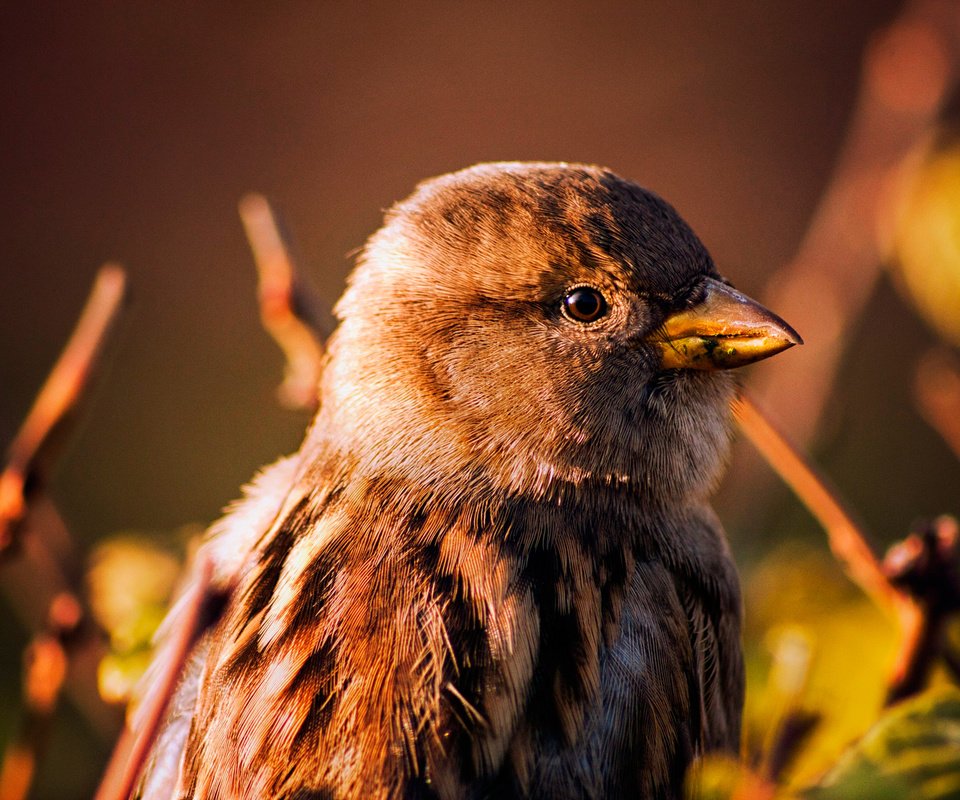 Обои фон, птица, клюв, воробей, background, bird, beak, sparrow разрешение 2048x1365 Загрузить