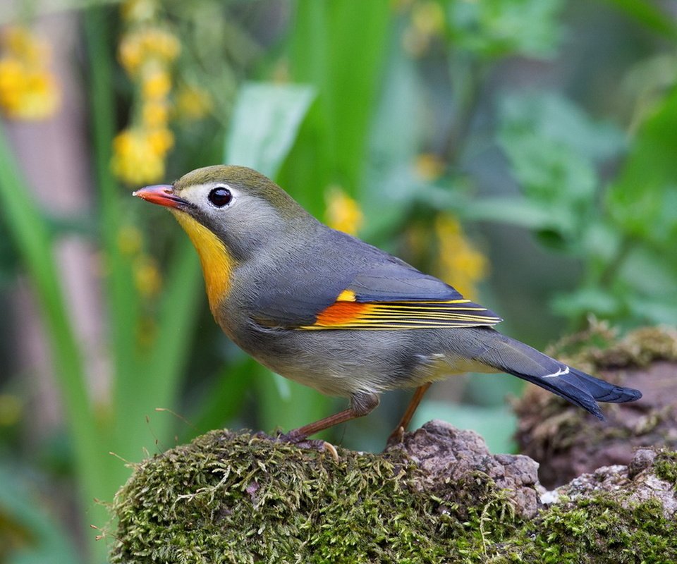 Обои птица, мох, китайский, оперение, соловей, leiothrix lutea, paulo, bird, moss, chinese, tail, nightingale разрешение 1920x1368 Загрузить