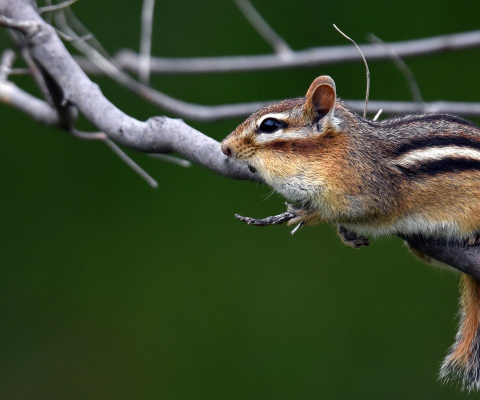 Обои ветки, животное, бурундук, грызун, branches, animal, chipmunk, rodent разрешение 2048x1313 Загрузить