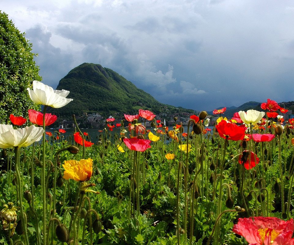 Обои цветы, горы, природа, швейцария, маки, лугано, flowers, mountains, nature, switzerland, maki, lugano разрешение 1920x1200 Загрузить