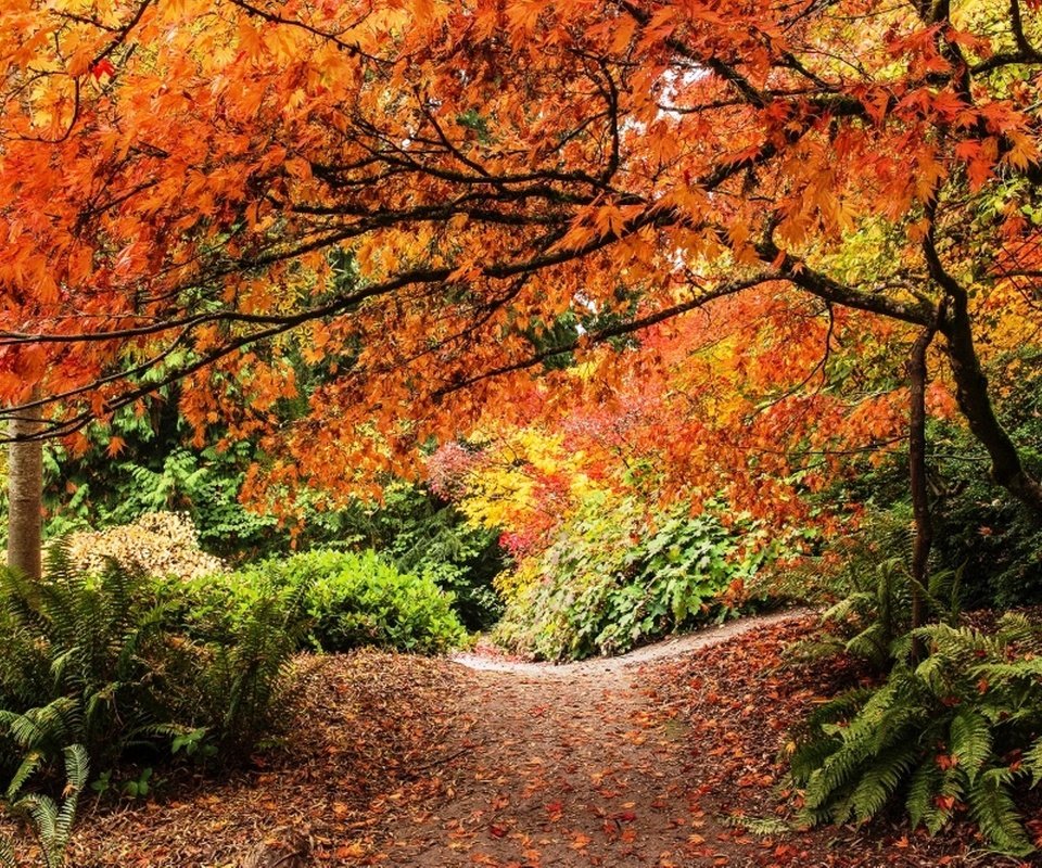 Обои деревья, washington park arboretum, дендрарий штата вашингтон, листья, тропмнка, парк, кусты, осень, сиэтл, папоротник, парковая дорожка, trees, arboretum in washington state, leaves, tropinka, park, the bushes, autumn, seattle, fern, park track разрешение 2999x2000 Загрузить