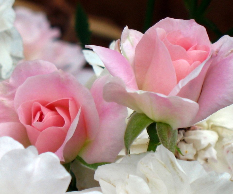 Обои цветы, бутоны, розы, букет, flowers, buds, roses, bouquet разрешение 2980x2010 Загрузить