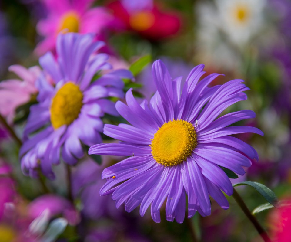 Обои цветы, макро, лепестки, астры, flowers, macro, petals, asters разрешение 2048x1365 Загрузить