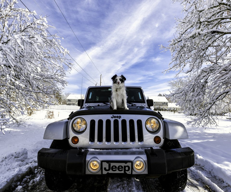 Обои снег, зима, машина, собака, джип, jeep wrangler, snow, winter, machine, dog, jeep разрешение 2048x1367 Загрузить