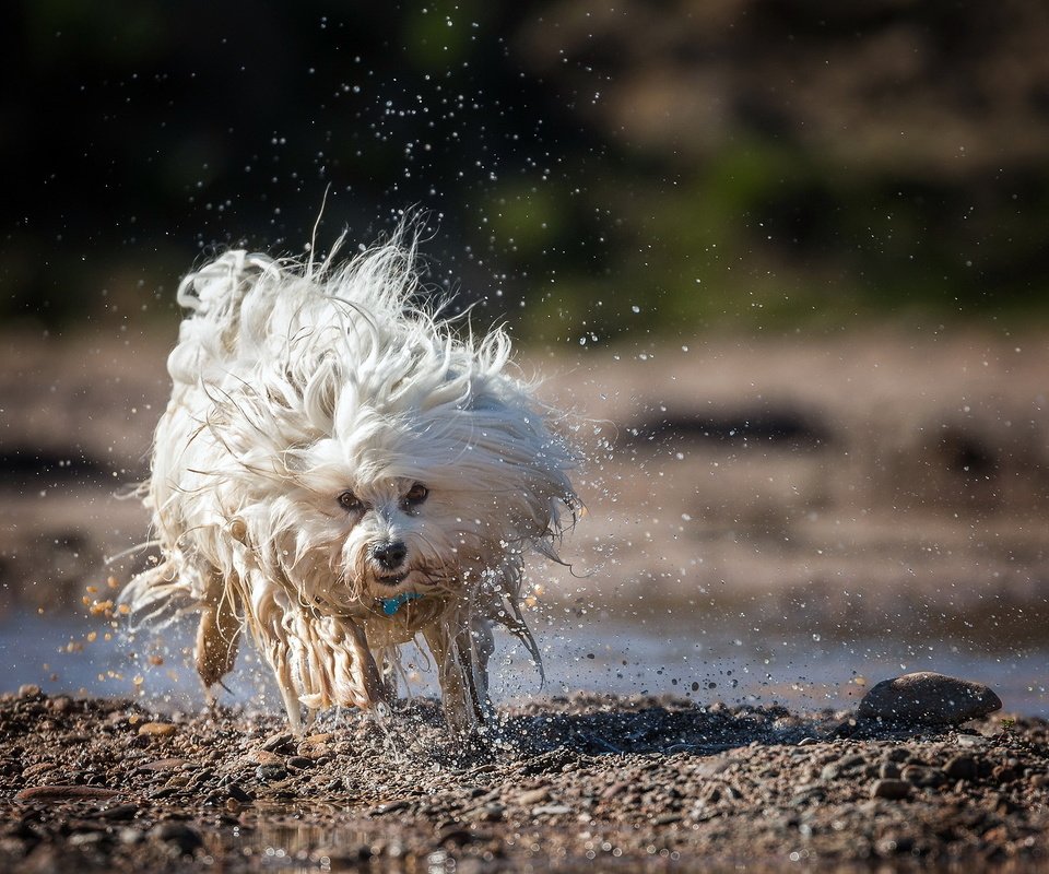 Обои вода, собака, брызги, бег, гаванский бишон, бишон, ralf bitzer, water, dog, squirt, running, the havanese, bichon разрешение 2047x1257 Загрузить