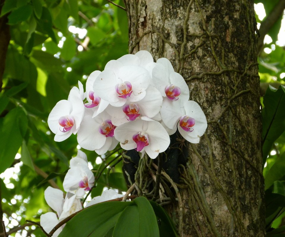 Обои цветы, дерево, соцветия, экзотика, орхидеи, flowers, tree, inflorescence, exotic, orchids разрешение 4320x3240 Загрузить