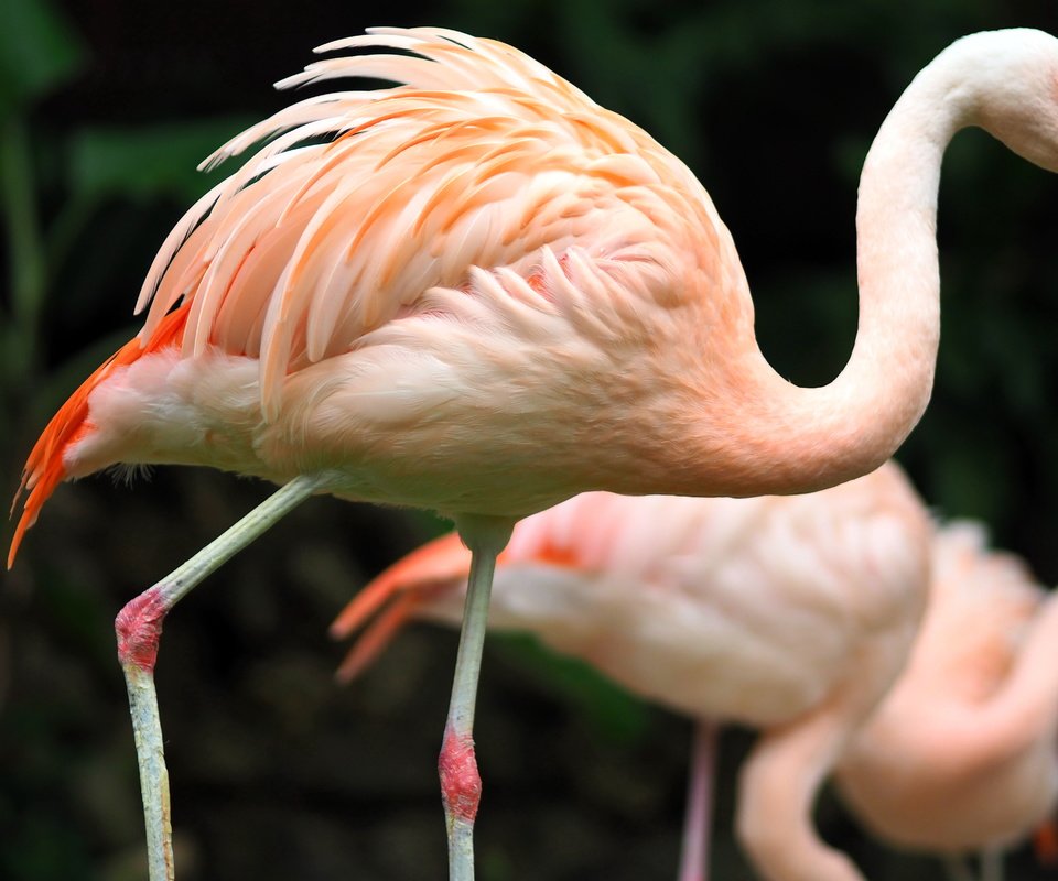 Обои фламинго, птицы, зоопарк, гаосюн, flamingo, birds, zoo, kaohsiung разрешение 5184x3240 Загрузить