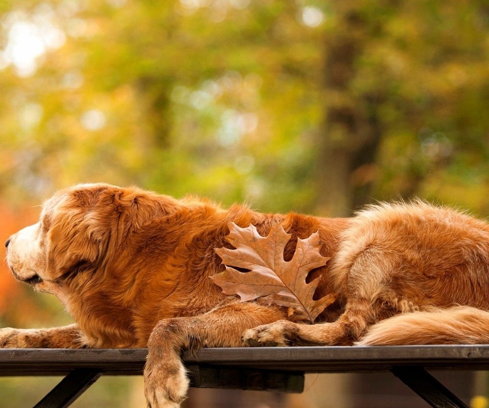 Обои осень, собака, лист, скамейка, золотистый ретривер, autumn, dog, sheet, bench, golden retriever разрешение 3250x1828 Загрузить