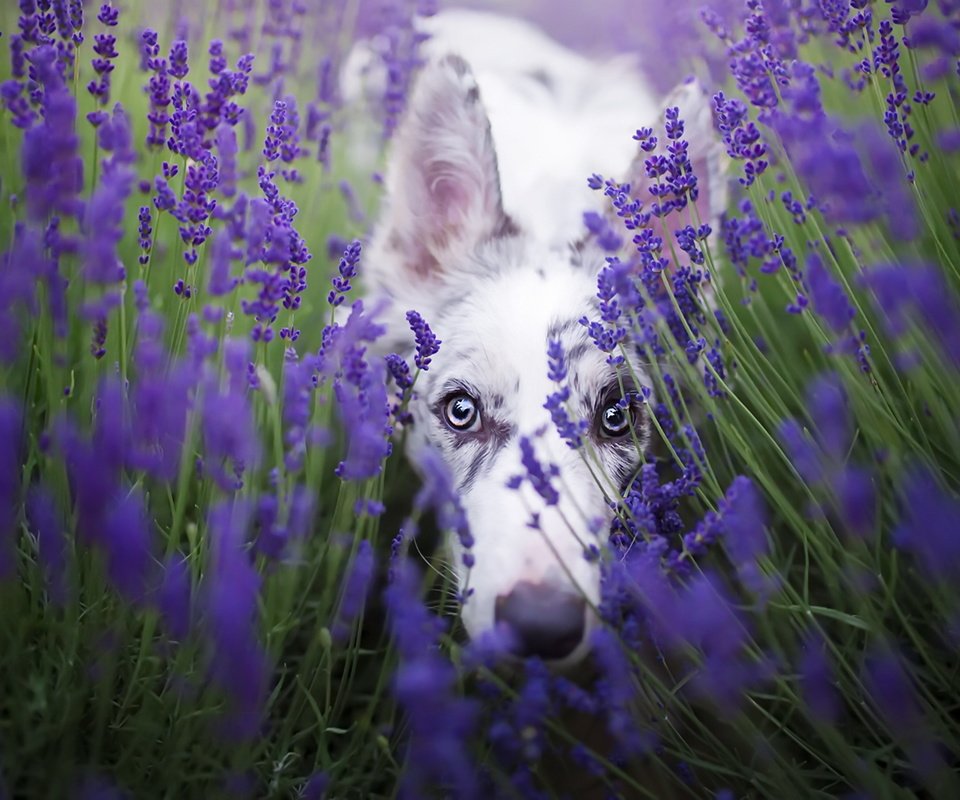 Обои цветы, лаванда, взгляд, собака, бордер-колли, cirilla, alicja zmysłowska, flowers, lavender, look, dog, the border collie разрешение 1920x1280 Загрузить