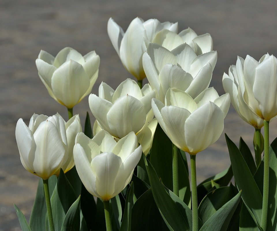 Обои бутоны, весна, тюльпаны, белые, белая, тульпаны, весенние, buds, spring, tulips, white разрешение 5671x3749 Загрузить