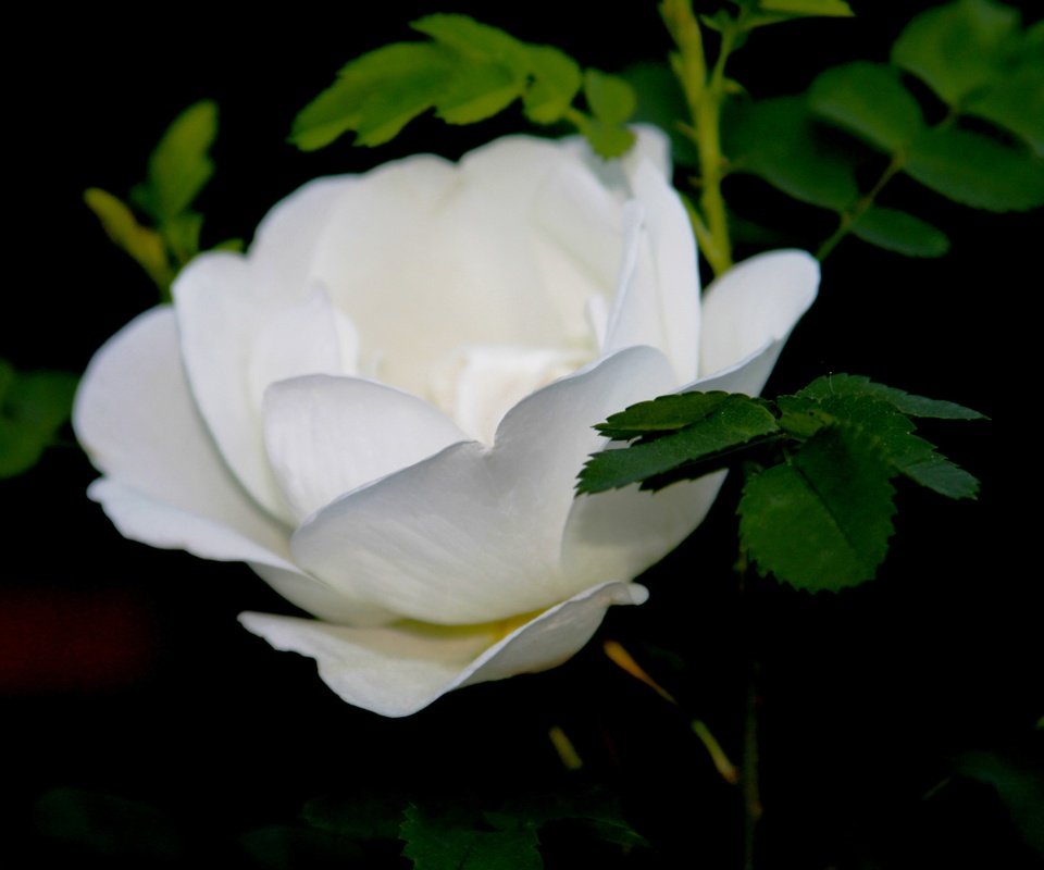 Обои макро, цветок, роза, бутон, белая, macro, flower, rose, bud, white разрешение 4272x2848 Загрузить