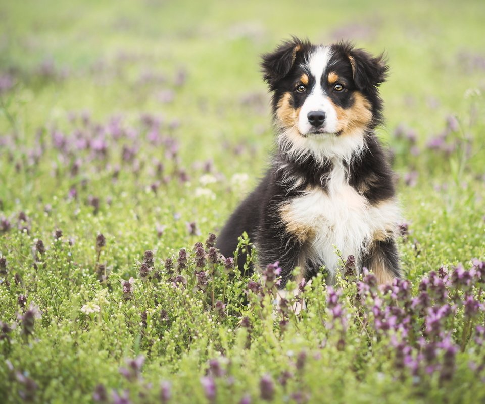 Обои цветы, поле, собака, луг, щенок, австралийская овчарка, аусси, flowers, field, dog, meadow, puppy, australian shepherd, aussie разрешение 2048x1152 Загрузить